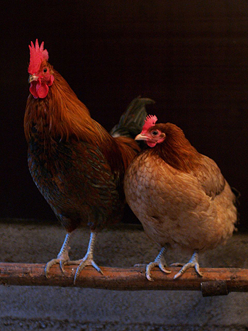 Un gallo (izquierda) y una gallina (derecha) Autor/a de la imagen: Andrei Niemimäki from Turku, Finland - Friends  Fuente: Wikipedia