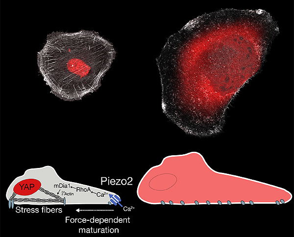 Imágenes microscópicas de una célula con niveles altos del canal Piezo2 (izquierda) o niveles bajos (derecha). La presencia del canal Piezo 2 es necesaria para que se organice el esqueleto celular (líneas blancas que cruzan la célula) y que una proteína (YAP en rojo) que controla muchas funciones celulares relacionadas con su capacidad tumoral se localice en el núcleo, lugar donde ejerce su función. Cuando el canal Piezo2 no está presente desaparece el esqueleto celular y la proteína YAP no se encuentra en el núcleo Fuente: UPF