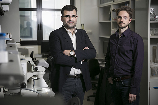 Los investigadores Eduard Batlle  (a la izq. de la imagen) y Daniele Tauriello Fuente: IRB Barcelona 