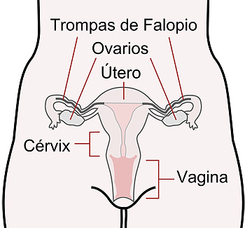Dibujo esquemático de los órganos reproductores femeninos. Vista frontal. Autor/a de la imegn: KES47 [File:Scheme female reproductive system-en.svg] Fuente: Wikipedia 