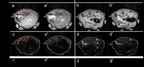 Imágenes in vivo del contraste positivo (T1-weighted) y negativo (T2-weighted) obtenidas en una rata macho Sprague-Dawley con un campo magnético de 7 T. (a-d) Control (línea base) sin administración de nanopartículas magnéticas. Las regiones de interés aparecen marcadas en rojo: 1-hígado; 2-vesícula biliar; 3-músculo paraespinal; 4-riñón; 5-estomago. (a’-d’) Adquisición 30 min tras inyección (0,05 mmol Gd3+ kg-1, 0,05 mmol Fe3+ kg-1). Fuente: CIBER-BBN / Centro de Investigación Biomédica en Red (CIBER)  