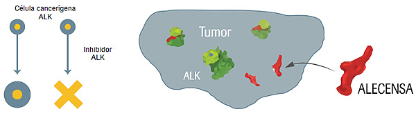 Los inhibidores de ALK detienen el funcionamiento de la proteína ALK alterada e inhiben el crecimiento y supervivencia de las células tumorales ALK+ Difusión de la imagen: Roche Farma / Planner Media