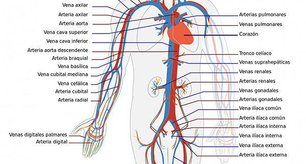 Diagrama simplificado de parte del sistema circulatorio humano en vista anterior (Imagen modificada) Autor/a de la imagen original: Edoarado -Trabajo propio, basado en Circulatory System en.svg, de LadyofHats Fuente: Wikipedia