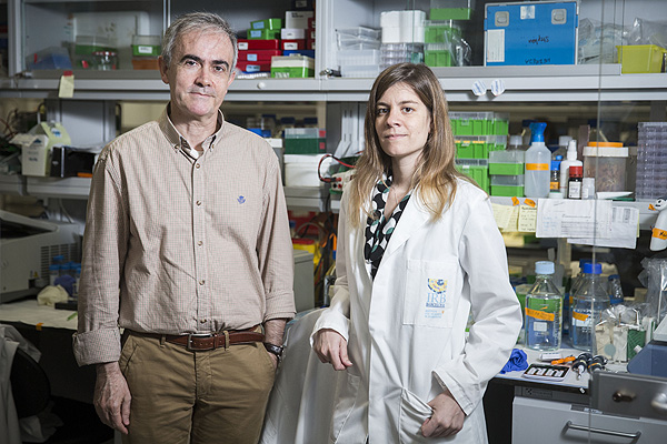 El jefe de grupo, Ángel R. Nebreda, y la estudiante de doctorado, Begoña Cánovas, en el Laboratorio de Señalización Celular  (M. Minocri, IRB Barcelona) Fuente: IRB Barcelona