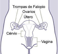 Esquema del aparato reproductor femenino Fuente: FemOS (User: Lobillo) / Wikipedia 