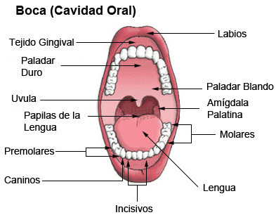 Estructura de los dientes permanentes Autor/a de la imagen: derivative work: Pumpunxita _Illu_mouth.jpg: Pumpunxita - _Illu_mouth.jpg http://training.seer.cancer.gov/module_anatomy/unit10_3_dige_region1_mouth.html# Fuente: Wikipedia 