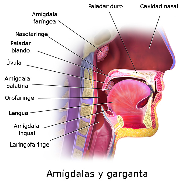 Anatomía de la boca y faringe Autor/a de la imagen: Modificado de Blausen - WIKIMEDIA COMMONS. File:Blausen 0861 Tonsils&Throat Anatomy2.png Fuente: Wikipedia