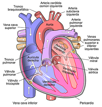 Factores de riesgo cardiovascular - Asociación Española de Enfermería en  Cardiología - AEEC