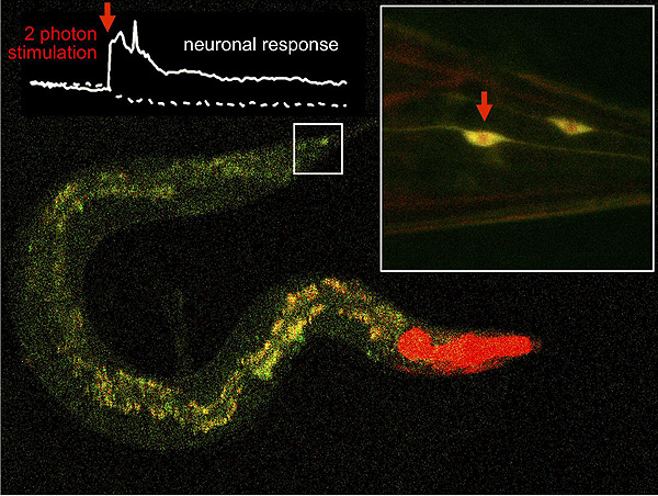Control de la actividad de neuronas individuales de gusano mediante estimulación de dos fotones. En la imagen, una neurona de la cola de un gusano (región cuadrada ampliada) se estimula con pulsos de luz infrarroja en presencia de la nueva molécula y se produce una respuesta de activación  Figura: Montserrat Porta, Aida Garrido Fuente: UAB