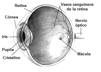 Sección de un ojo humano Sección de un ojo humano Autor/a de la imagen: Modificado de: Human_eye.jpg (14KB, MIME type: image/jpeg) (Wikipedia commons) Human eye cross-sectional view grayscale Copyright: public domain, credit to NIH en:National Eye Institute requested. Original source: http://www.nei.nih.gov/health/macularhole/index.asp. Ojo_humano.jpg: Pixel derivative work: Taty2007 (talk) - Ojo_humano.jpg Fuente: Wikipedia