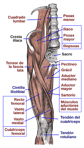 Psoas ilíaco (músculo iliopsoas, o psoas-ilíaco o psoasilíaco) etiquetado arriba a la izquierda  Músculos de la cara anterior del muslo y pelvis, adaptación de los dibujos de la Anatomía de Gray Autor/a de la imagen: Jmarchn - Trabajo propio, basado en: Gray430.png Fuente: Wikipedia