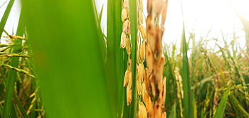 Planta de arroz Autor/a de la imagen: Daen ar. 388 Fuente: Wikimedia Commons 