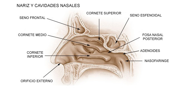 Anatomía de la fosa nasal Autor/a de la imagen: translated by Rage against - http://commons.wikimedia.org/wiki/Image:Illu_nose_nasal_cavities.jpg Fuente: Wikipedia