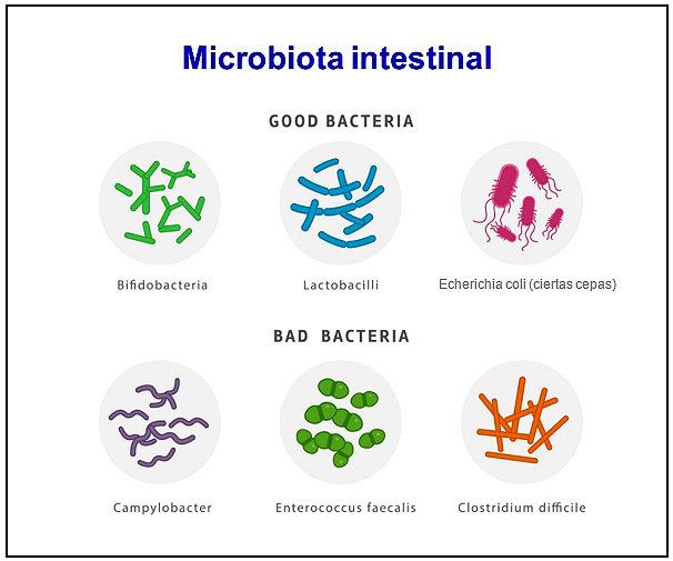 Figura 1. Microbiota intestinal