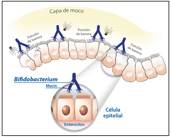 Figura 2: Mecanismo de adhesión Fuente: Juntunen M, Kirjavainen PV, Ouwehand AC, Salminen SJ, Isolauri E. Adherence of probiotic bacteria to human intestinal mucus in healthy infants and during rotavirus infection. Clin Diag Lab Immunol 2001;8:293–296.