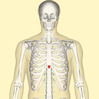 Apófisis (proceso) xifoides, o simplemente xifoides (en rojo) Autor/a de la imagen: Anatomography - en:Anatomography (setting page of this image) Fuente: Wikipedia 
