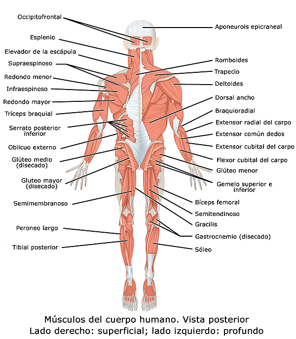 Vista posterior del cuerpo humano en la que se representan los principales músculos esqueléticos (Imagen modificada) Autor/a del original: OpenStax - WIKIMEDIA COMMONS Fuente: Wikipedia