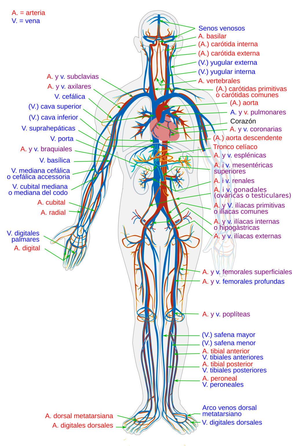 Aparato Circulatorio Sangu Neo Sangre Arteria Vena Arterial Venoso Venosa Copia Farmacosalud