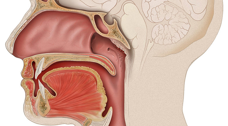 portada 2 anatomía de la cavidad oral bucal boca Farmacosalud