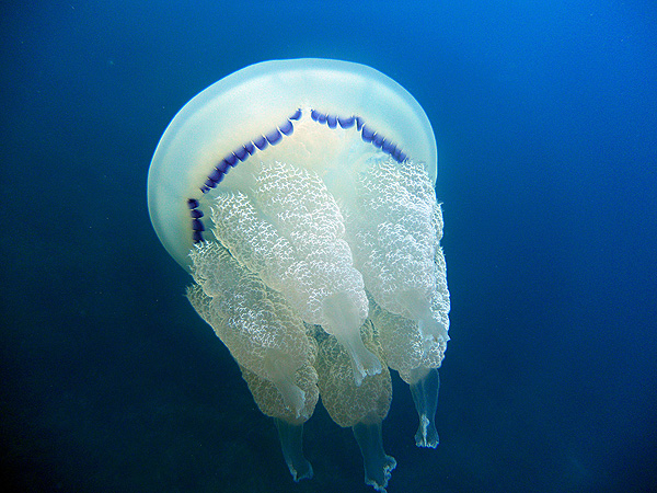 Medusa 'Rhizostoma pulmo' Medusa Rhizostoma pulmo (Favignana, Sicily) Autor/a de la imagen: tato grasso Fuente: Wikimedia Commons