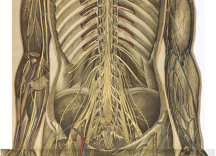 portada recorte) anatomía humana espalda - Farmacosalud