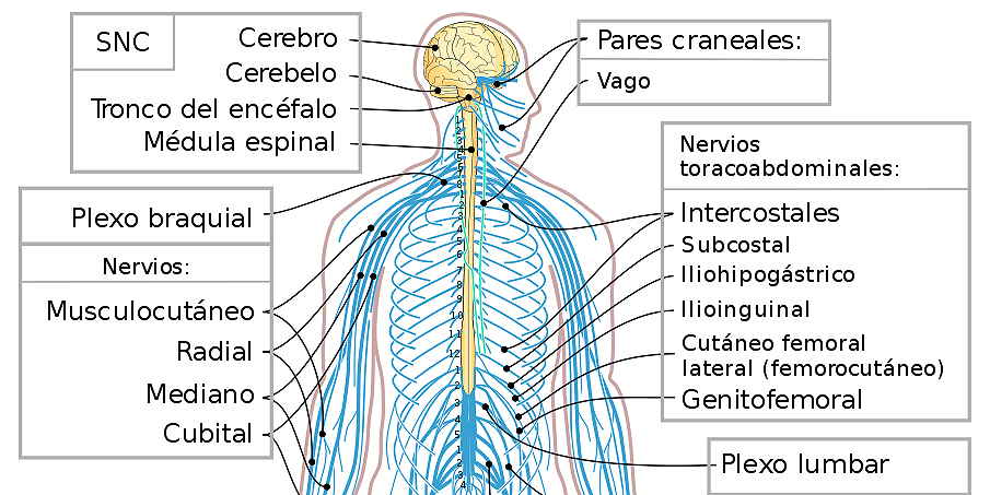 portada) sistema nervioso humano - Farmacosalud