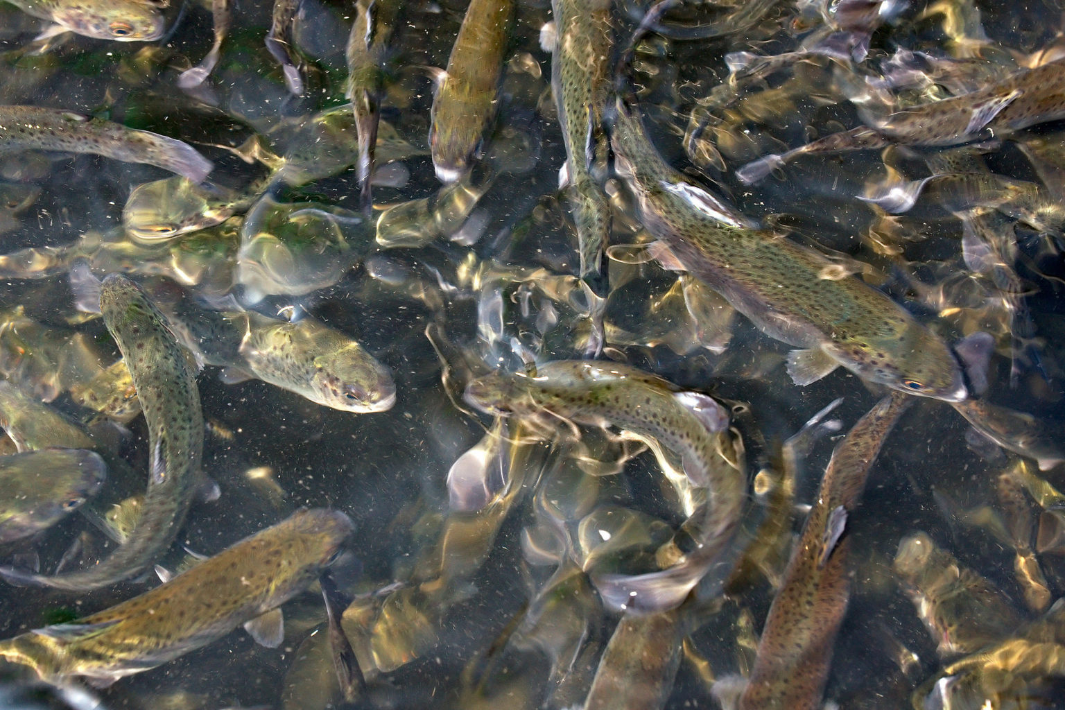 trucha de granja acuicultura piscifactoría piscicultura pez peces
