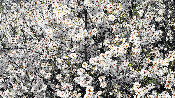 Flores de almendro que anuncian la cercanía de la primavera Autor/a: Enric Arandes Fuente: E. Arandes / www.farmacosalud.com 