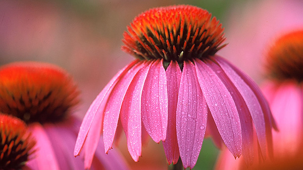 Echinacea purpurea Echinacea purpurea Fuente: A.Vogel / COM SALUD