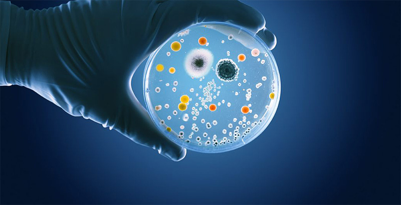 (portada) Scientists are studying the microbiota on a Petri dish probióticos prebióticos