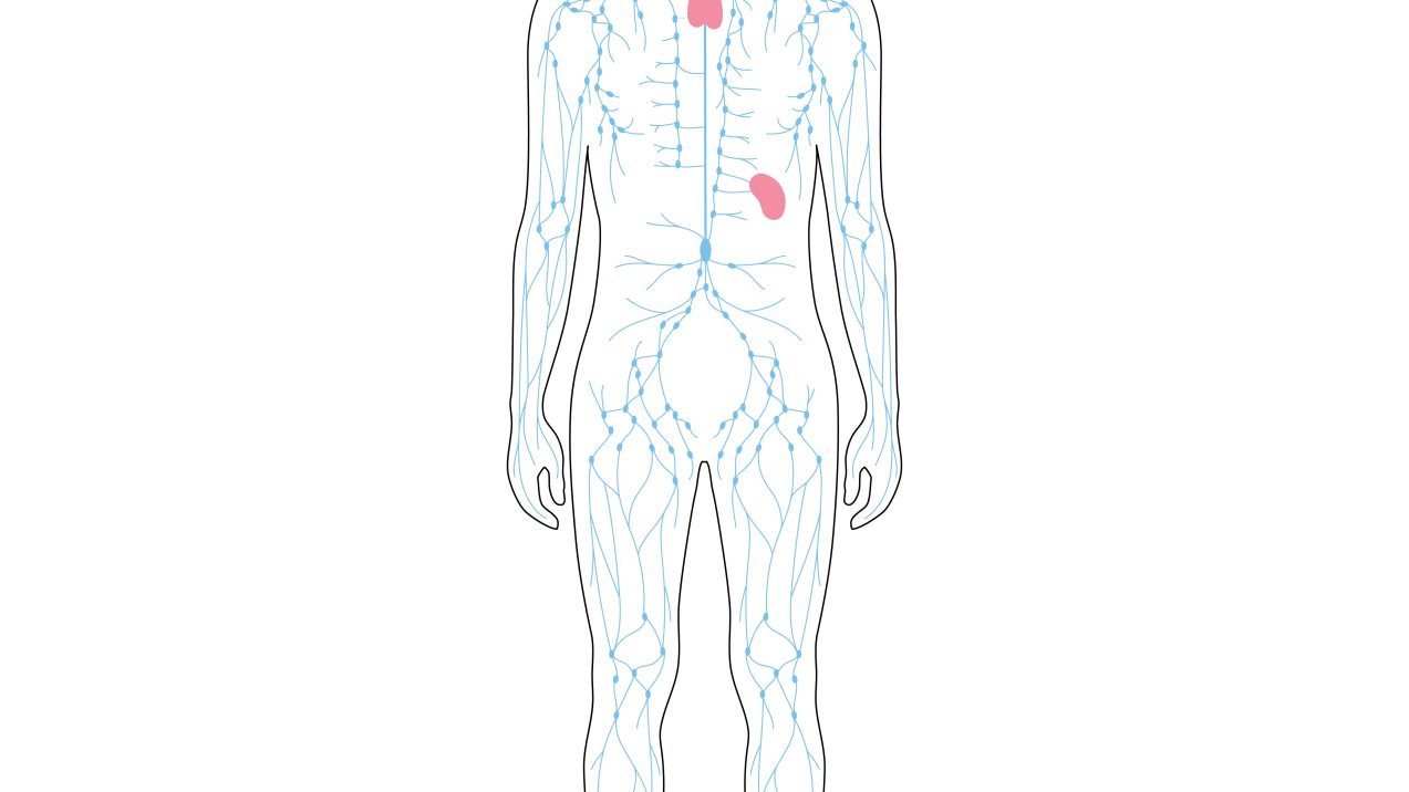 LymphaticSystem sistema linfático, ganglios linfáticos, vasos linfáticos