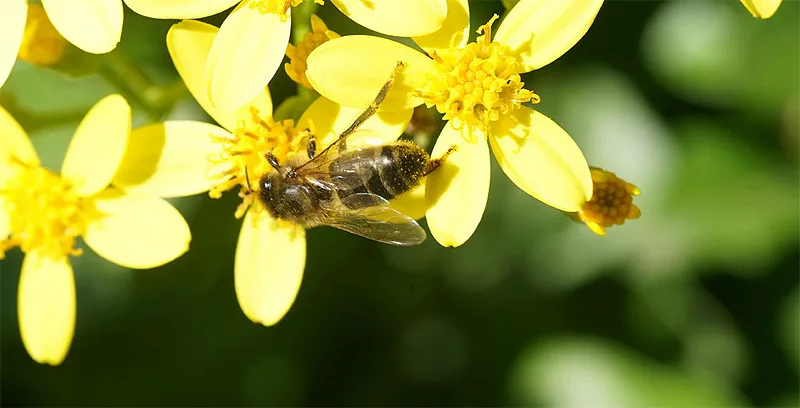 (portada) insecto picadura naturaleza bicho abeja