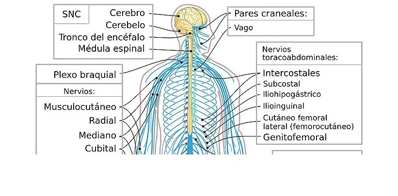 (portada) PLANO MÉDULA médula espinal medular sistema nervioso copia