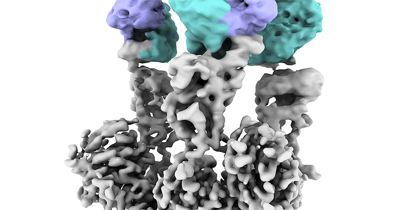(portada) proteína Spike SARS CoV 2 anticuerpo unido 17T2