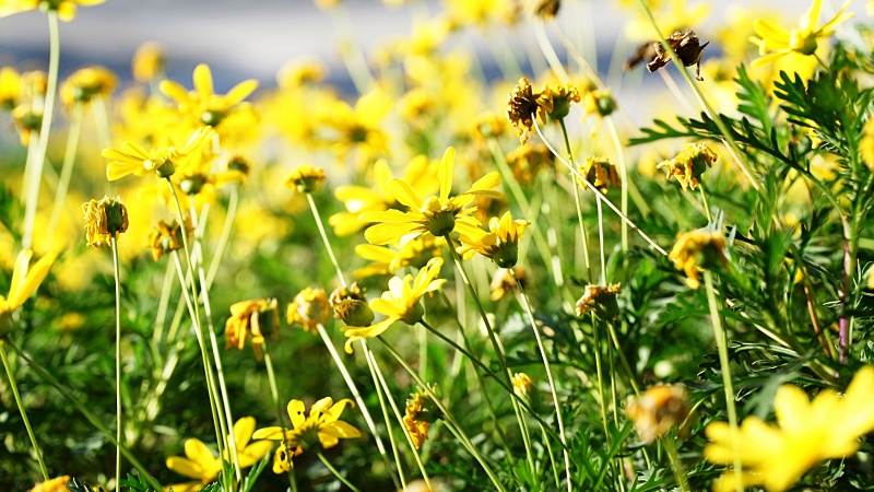 (portada) flores amarillas primaverales primavera verano