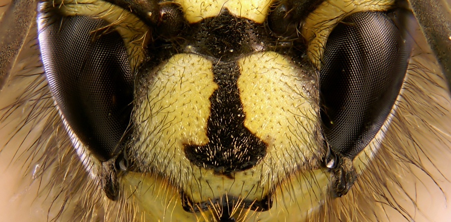 (portada) Vespula vulgaris avispa común