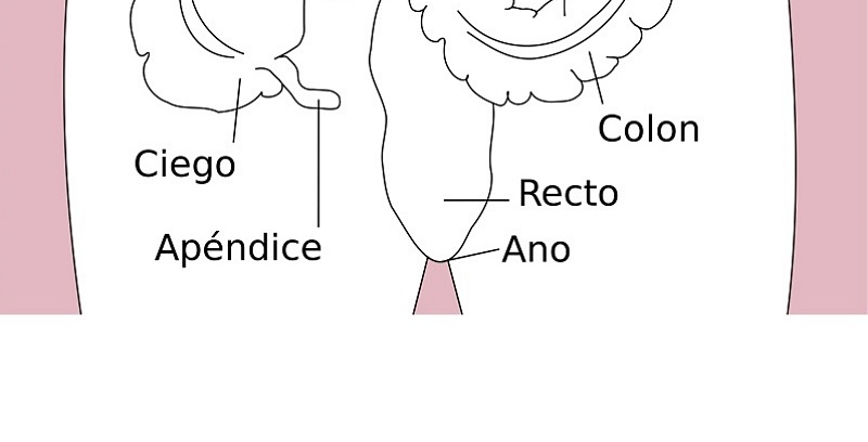 (portada) digerir intestino esquema intestinal partes definidas