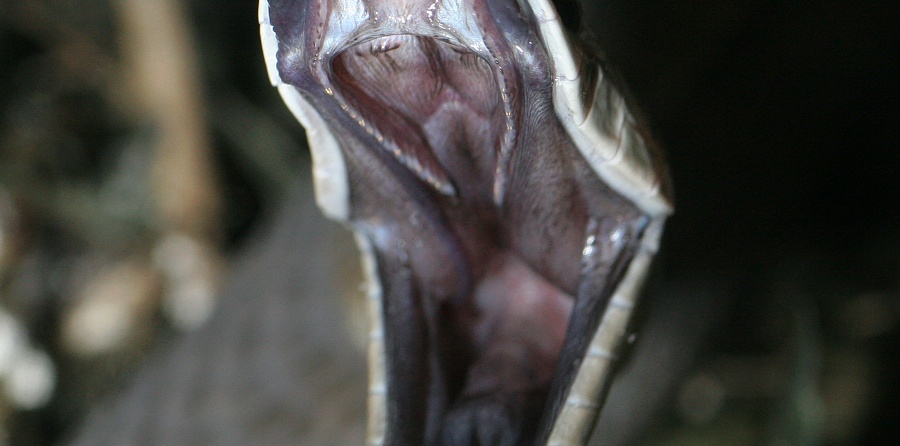 (portada) mamba negra