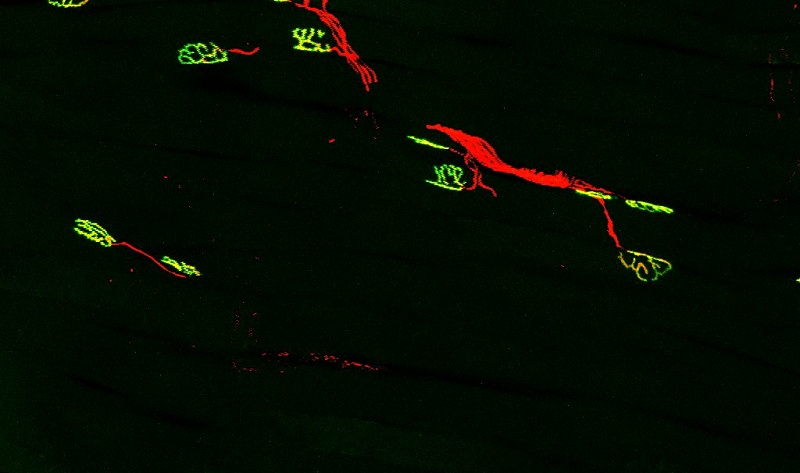 (portada) Uniones neuromusculares de ratón