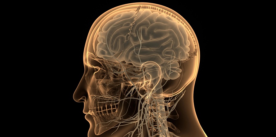 (portada) anatomía cerebro cerebral neurona mente pensamiento sistema nervioso central
