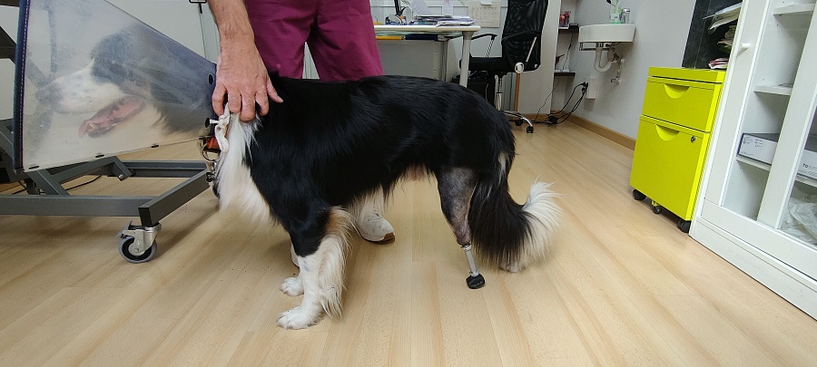 (portada 3) postprótesis prótesis pata biónica mascota