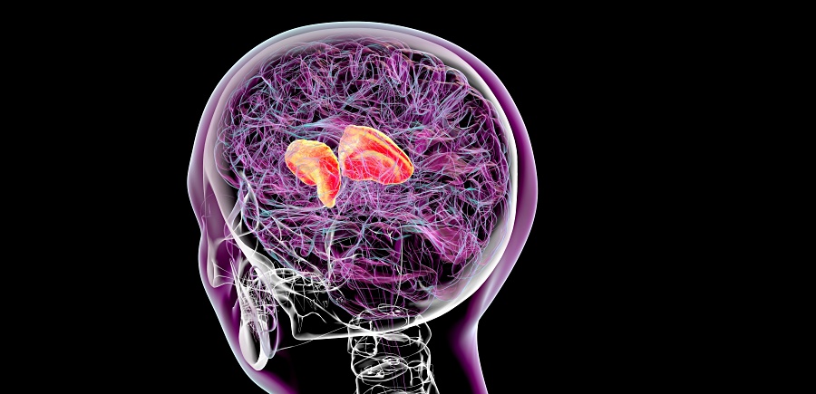 (portada) neurorrehabilitación rehabilitación neuronal neurona cerebro cerebral